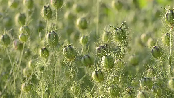 497192 - Love-in-a-mist (Nigella damascena)