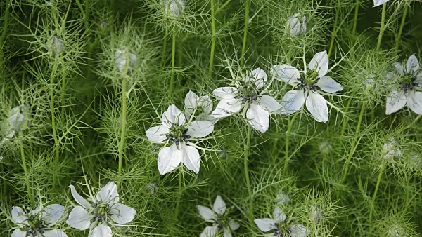 509223 - Love-in-a-mist (Nigella damascena)