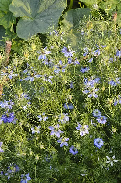 570124 - Love-in-a-mist (Nigella damascena)