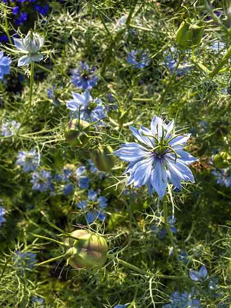 427126 - Love-in-a-mist (Nigella damascena 'Miss Jekyll')