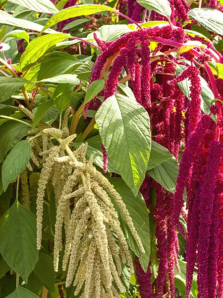 428334 - Love lies bleeding (Amaranthus caudatus)