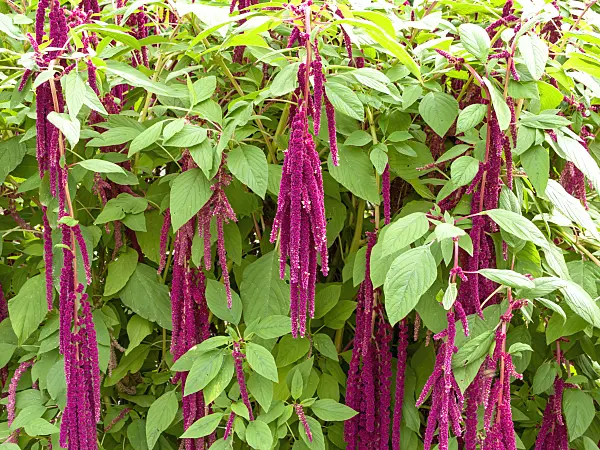 441055 - Love lies bleeding (Amaranthus caudatus)