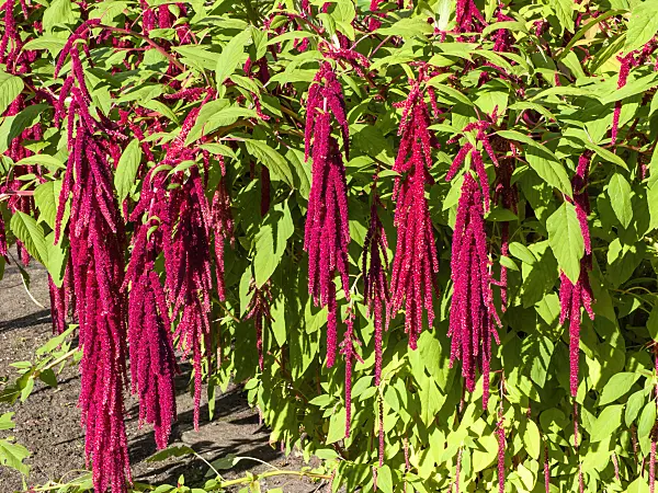 464011 - Love lies bleeding (Amaranthus caudatus)