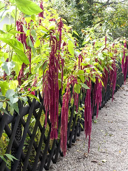 490020 - Love lies bleeding (Amaranthus caudatus)