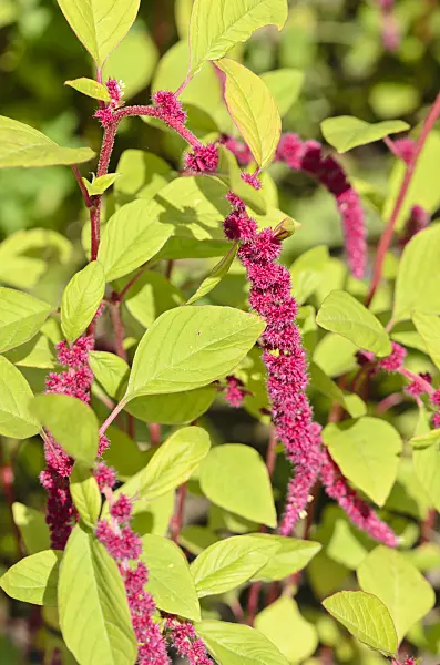 535039 - Love lies bleeding (Amaranthus caudatus)