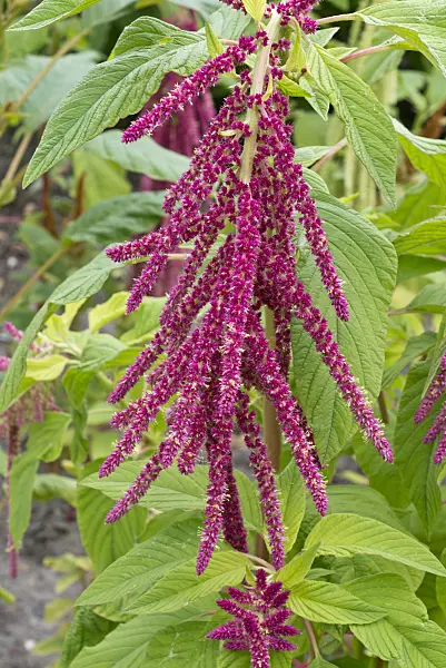 559002 - Love lies bleeding (Amaranthus caudatus)