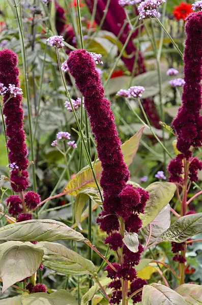 571024 - Love lies bleeding (Amaranthus caudatus 'Tower Red')