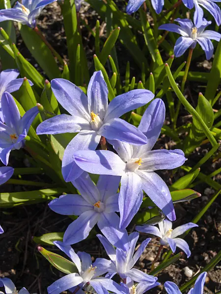 400033 - Lucile's glory of the snow (Chionodoxa luciliae syn. Scilla luciliae)