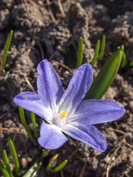 424006 - Lucile's glory of the snow (Chionodoxa luciliae syn. Scilla luciliae)
