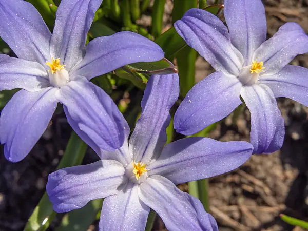 424007 - Lucile's glory of the snow (Chionodoxa luciliae syn. Scilla luciliae)
