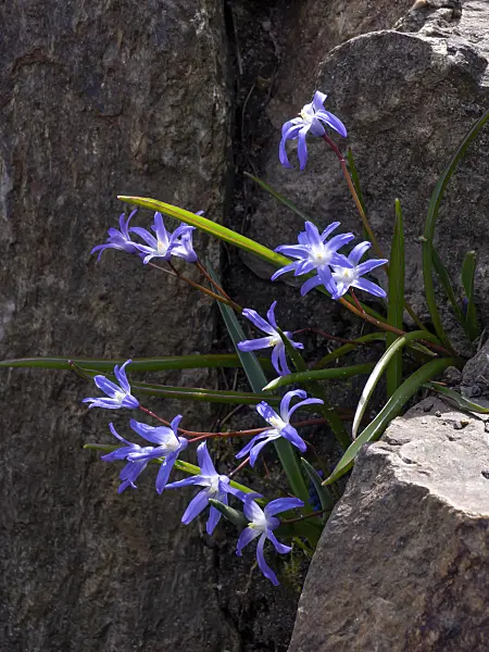 436133 - Lucile's glory of the snow (Chionodoxa luciliae syn. Scilla luciliae)