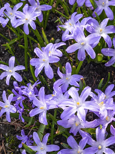 436211 - Lucile's glory of the snow (Chionodoxa luciliae syn. Scilla luciliae)