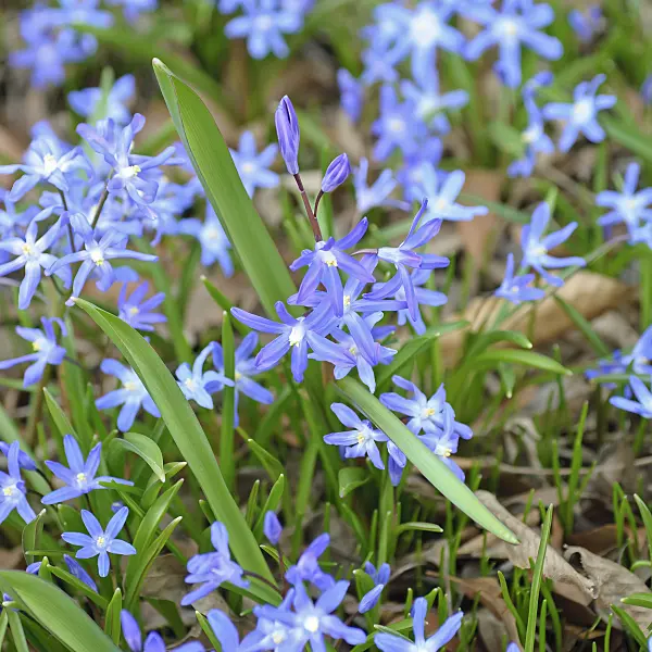 502145 - Lucile's glory of the snow (Chionodoxa luciliae syn. Scilla luciliae)