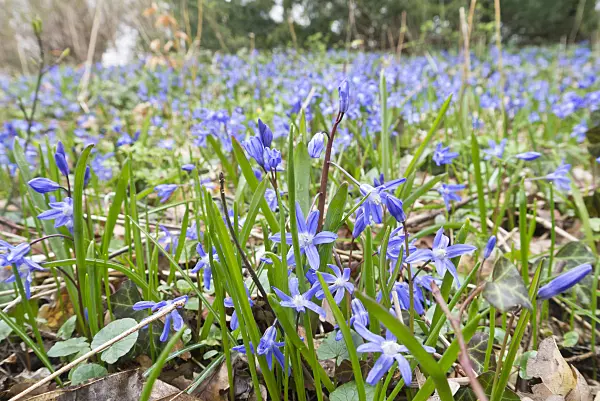 566102 - Lucile's glory of the snow (Chionodoxa luciliae syn. Scilla luciliae)