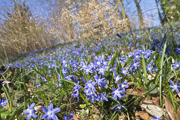 566105 - Lucile's glory of the snow (Chionodoxa luciliae syn. Scilla luciliae)