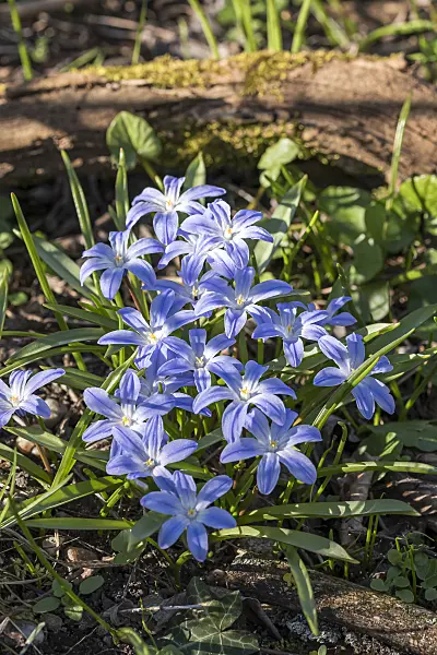 651168 - Lucile's glory of the snow (Chionodoxa luciliae syn. Scilla luciliae)