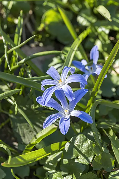 651169 - Lucile's glory of the snow (Chionodoxa luciliae syn. Scilla luciliae)