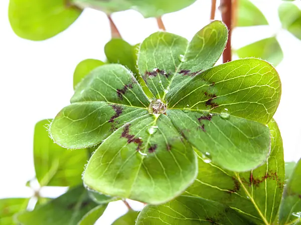 433040 - Lucky clover (Oxalis tetraphylla)