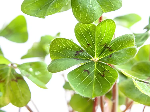 433042 - Lucky clover (Oxalis tetraphylla)