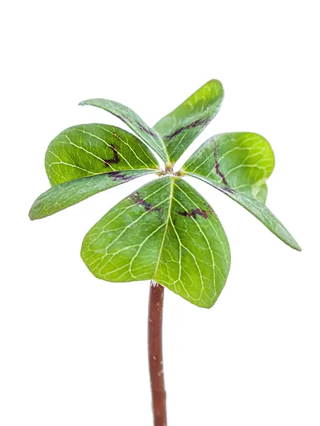 433043 - Lucky clover (Oxalis tetraphylla)