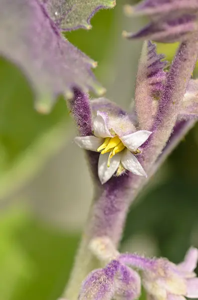 556019 - Lulo (Solanum quitoense)