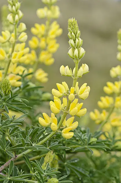 533387 - Lupin arborescent (Lupinus arboreus)