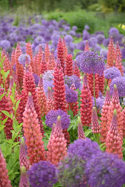 547171 - Lupin des jardins (Lupinus polyphyllus) et ail (Allium aflatunense)