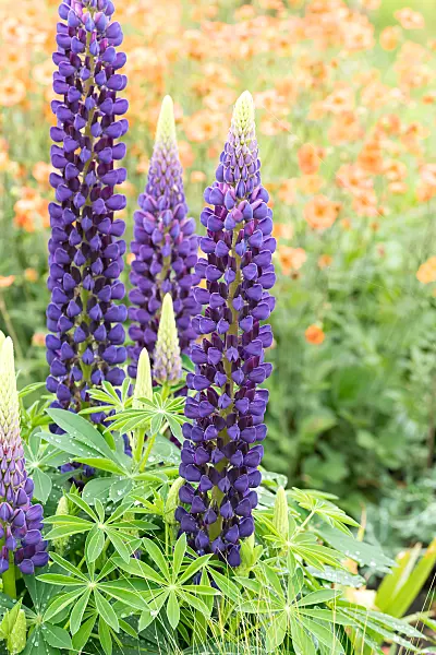 664242 - Lupin des jardins (Lupinus polyphyllus 'The Governor')