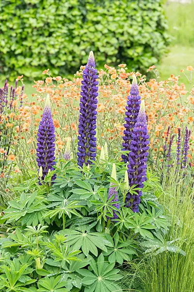 664243 - Lupin des jardins (Lupinus polyphyllus 'The Governor')