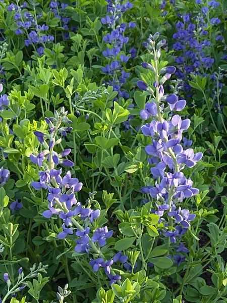 425106 - Lupin indigo (Baptisia australis)