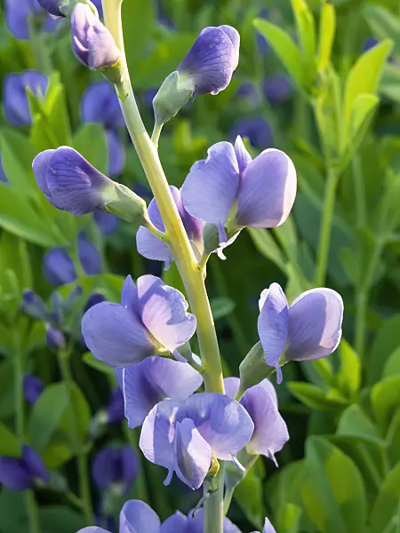425107 - Lupin indigo (Baptisia australis)