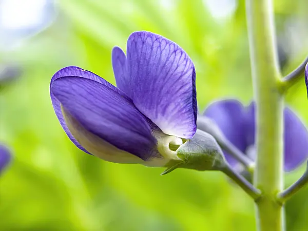 438007 - Lupin indigo (Baptisia australis)