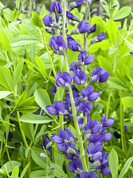 438008 - Lupin indigo (Baptisia australis)
