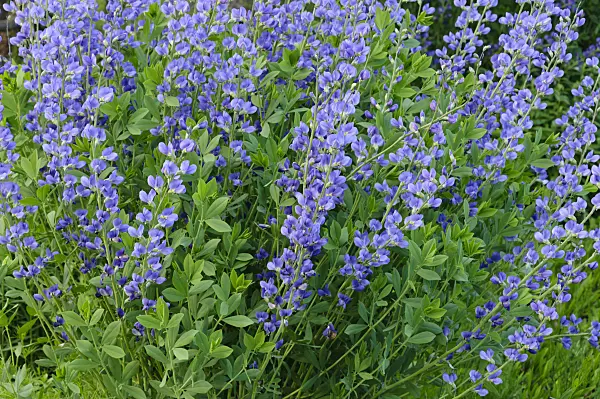 472327 - Lupin indigo (Baptisia australis)