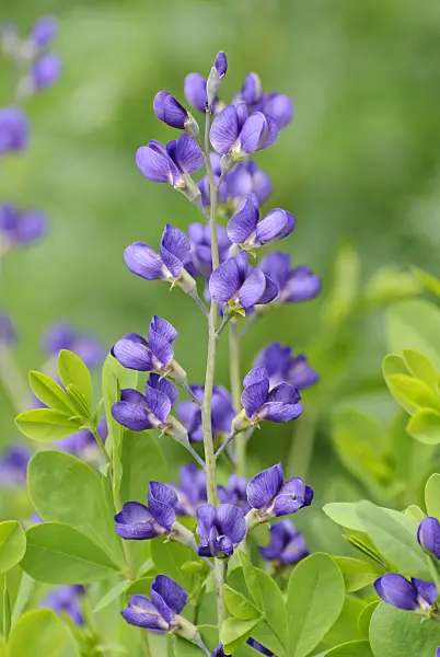 509167 - Lupin indigo (Baptisia australis)