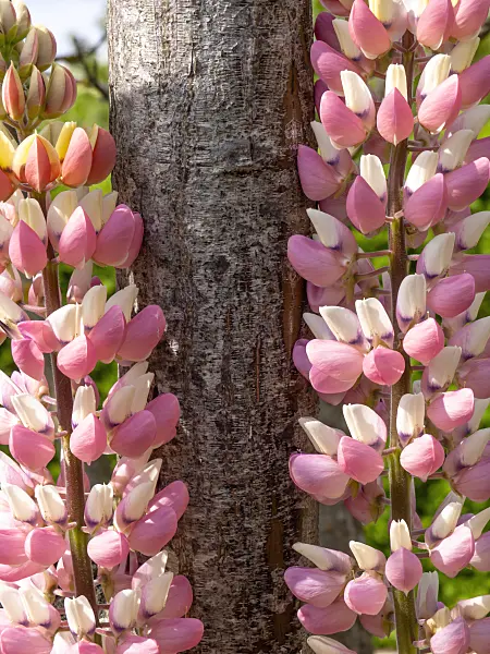 426060 - Lupin (Lupinus)