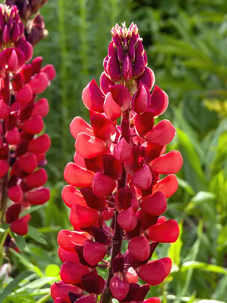 426061 - Lupin (Lupinus)