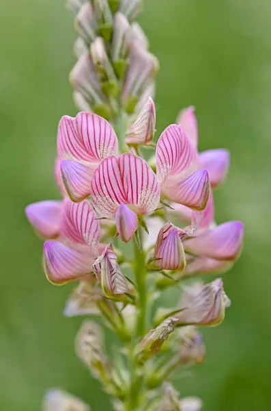 508517 - Lupin (Lupinus)