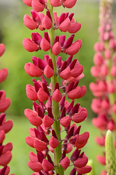 533274 - Lupin (Lupinus x russellii 'My Castle')