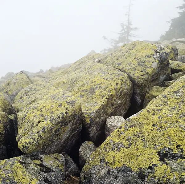 237006 - Lusen, Bavarian Forest National Park, Germany