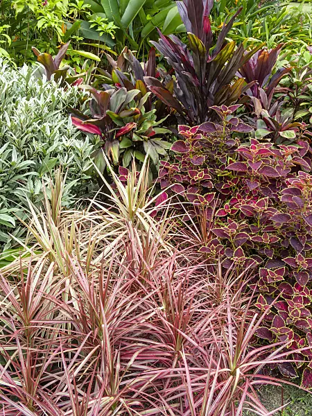 411102 - Lush, dense vegetation in a tropical garden