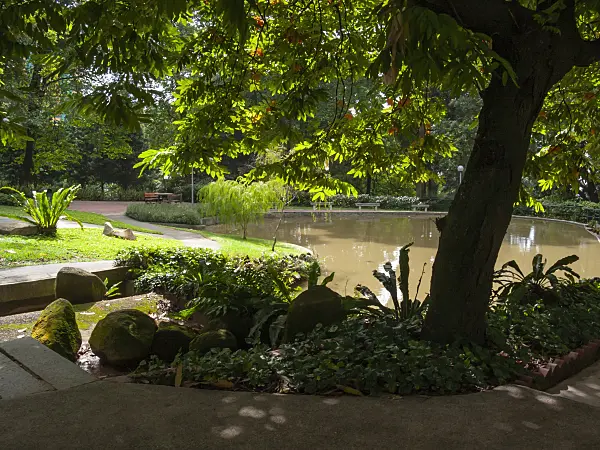 411022 - Lush, shady vegetation with pond in a tropical park