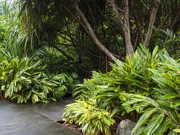 411008 - Lush vegetation in a tropical park