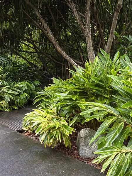 411009 - Lush vegetation in a tropical park