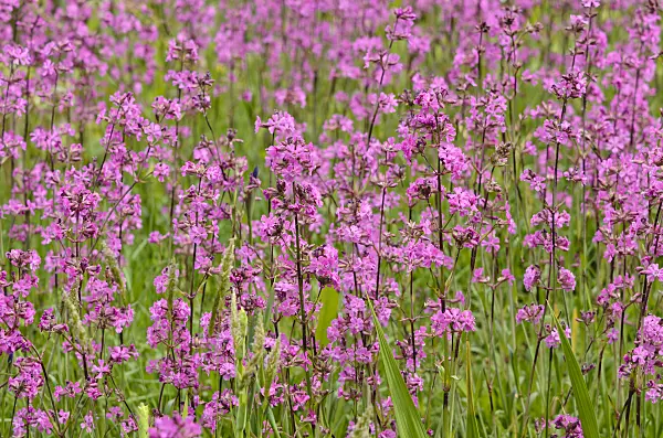 533309 - Lychnis yunnanensis