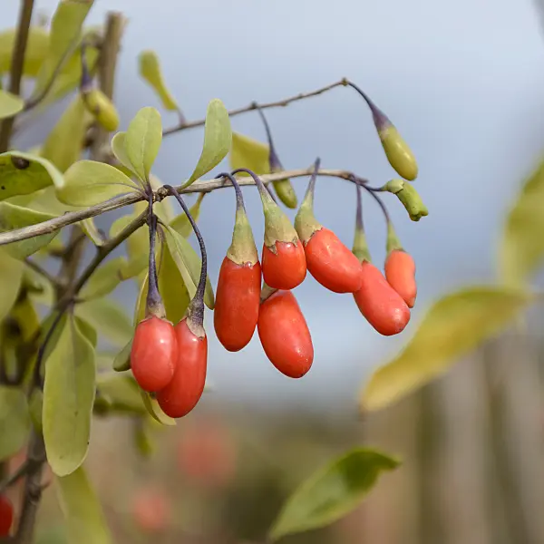 535345 - Lyciet commun (Lycium barbarum 'New Big')