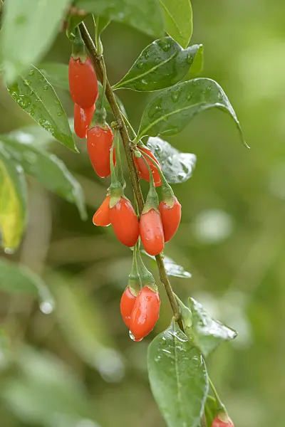 575135 - Lyciet commun (Lycium barbarum 'New Big')