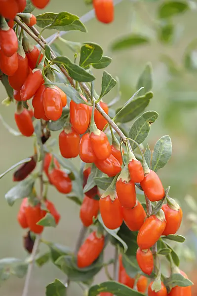 517306 - Lyciet commun (Lycium barbarum 'No1 Lifeberry')