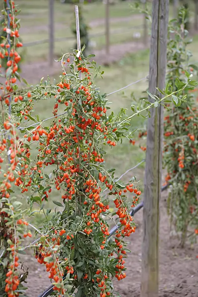 517307 - Lyciet commun (Lycium barbarum 'No1 Lifeberry')