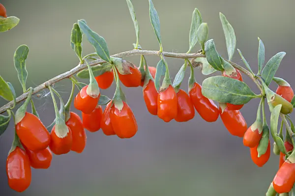 517308 - Lyciet commun (Lycium barbarum 'No1 Lifeberry')